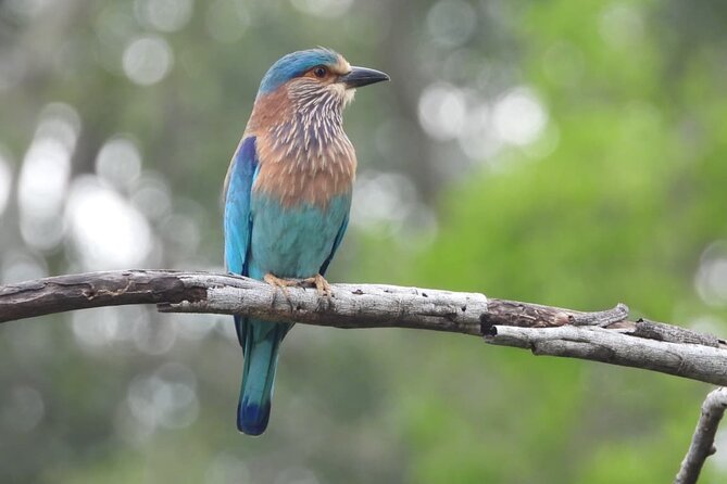 Sri Lanka Yala National Park Wildlife Private Tour - Who Should Consider This Tour