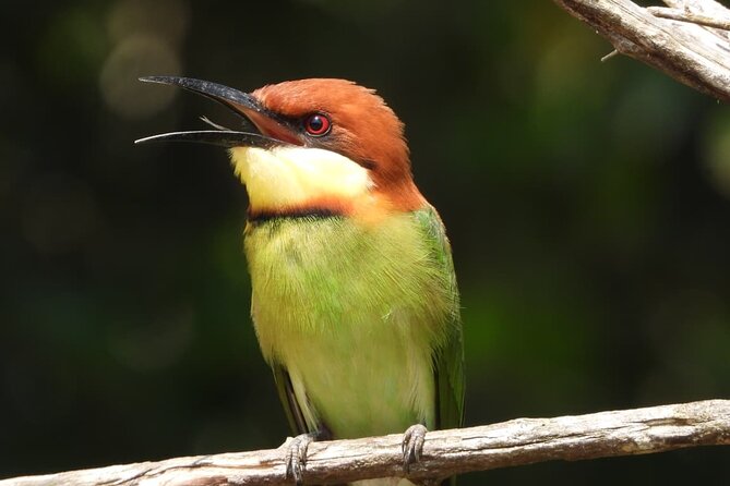 Sri Lanka Yala National Park Wildlife Private Tour - Why This Tour Could Be a Great Choice