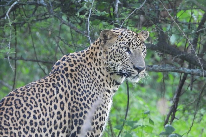 Sri Lanka Yala National Park Wildlife Private Tour - The Sum Up