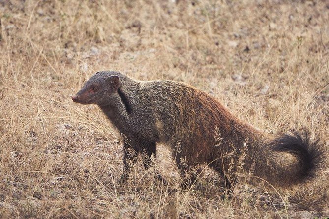 All Inclusive Yala National Park Jeep Safari from Colombo - Authentic Experiences and Real Guest Feedback