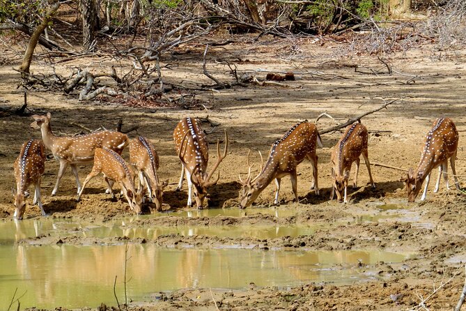 Yala National Park Safari from Bentota - A Close Look at the Yala Safari Experience