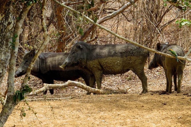 Yala National Park Safari from Bentota - What Makes This Tour Stand Out