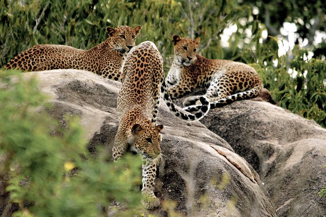 Yala National Park Safari from Bentota - Final Thoughts