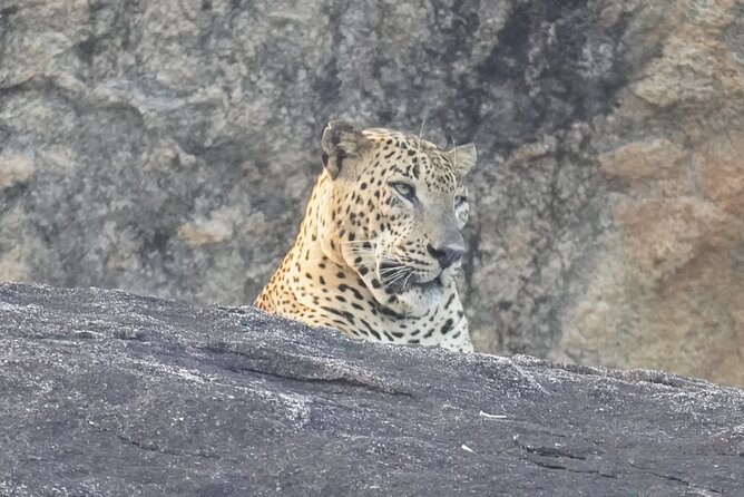 4 Hours Private Yala Safari Day Tour - A Closer Look at the 4 Hours Private Yala Safari Day Tour