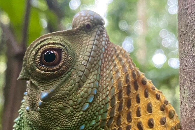 Sinharaja Rainforest Trek with Guide and Lunch - Exploring the Sinharaja Rainforest