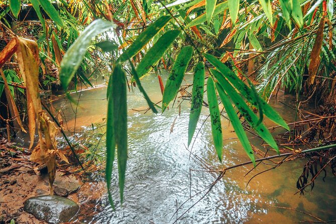 Sinharaja Rainforest Trek with Guide and Lunch - Who Will Love This Tour?