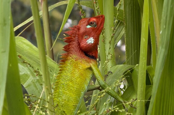Bentota River Wildlife Boat Safari - Key Points