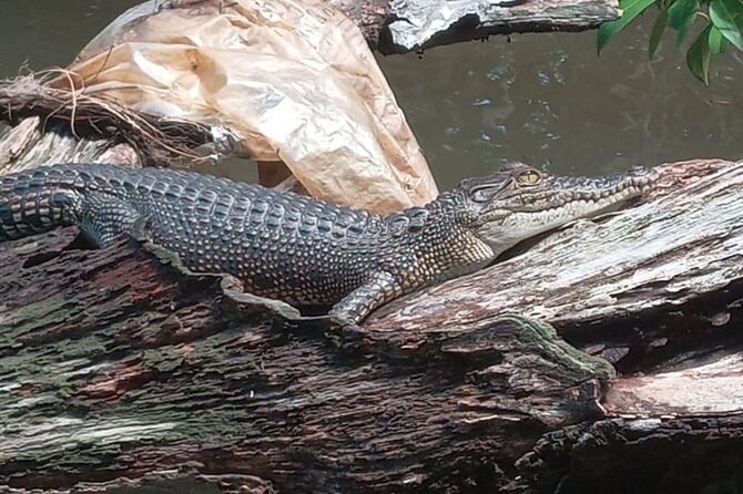 Bentota River Wildlife Boat Safari - Who Is This Tour Best Suited For?