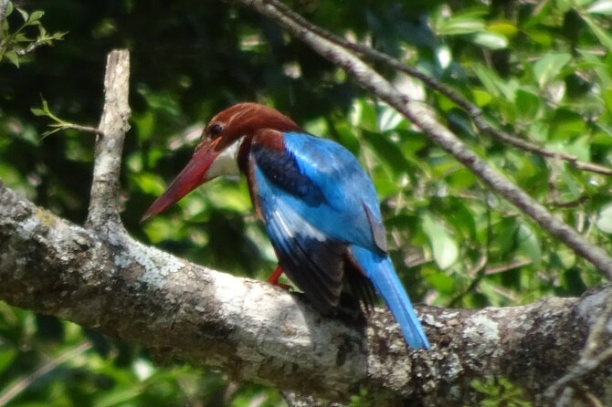 Bentota River Wildlife Boat Safari - FAQ About the Bentota River Wildlife Boat Safari