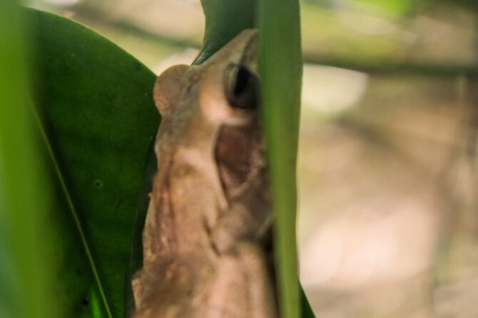 Bentota River Wildlife Boat Safari - Final Thoughts: Why You Should Consider This Safari