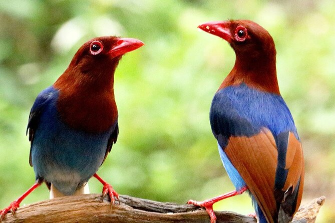 Sinharaja Trekking Day Trip - Private & All Inclusive - The Value of the Experience