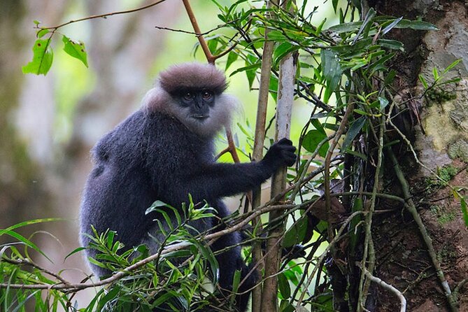 Sinharaja Trekking Day Trip - Private & All Inclusive - Why This Tour Stands Out