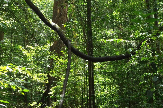 Sinharaja Trekking Day Trip - Private & All Inclusive - Who Should Book This Tour?