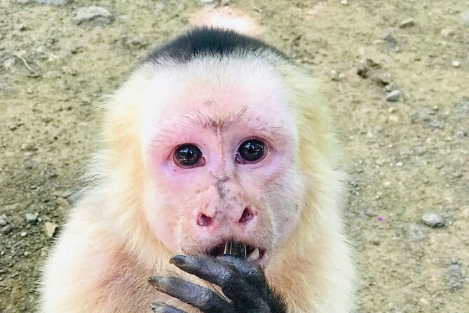 Zip line and Monkey Park Activity at Guanacaste - Authentic Experiences and Honest Insights