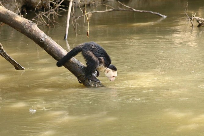 Wildlife Tour at Palo Verde National Park - Who Will Enjoy This Tour?