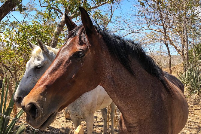 Tour Combo - WRCT Adventures Private Zipline & Horseback Ride - Why This Tour Offers Great Value