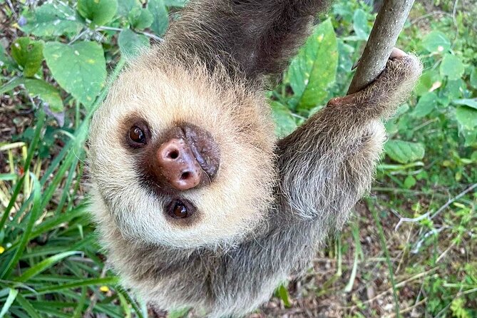 Sloth Sanctuary WildLife Hike - Sloth Sanctuary WildLife Hike: An Authentic Wildlife Experience in Costa Rica