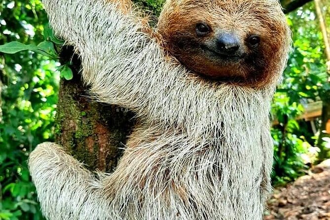 Rio Celeste Waterfalls Volcano and Sloths - Frequently Asked Questions