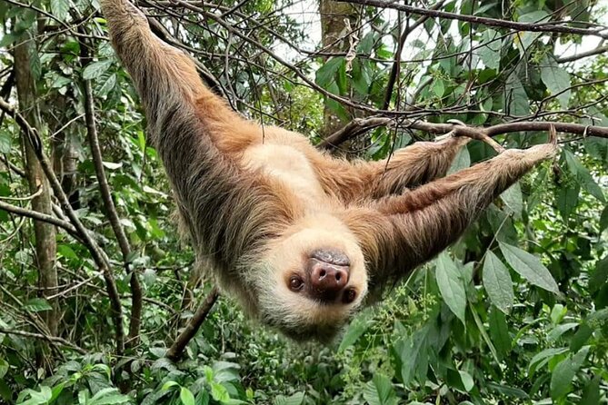 Rio Celeste Waterfalls Volcano and Sloths - Final Thoughts