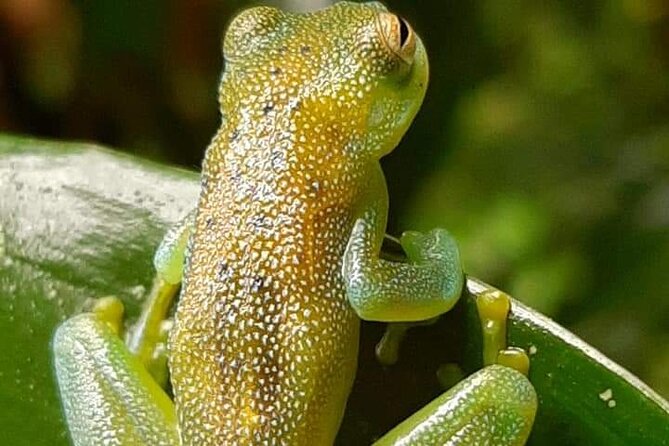 Rio Celeste Waterfalls Volcano and Sloths - Rio Celeste Waterfalls, Volcano, and Sloths: A Top Wildlife and Nature Tour in Costa Rica