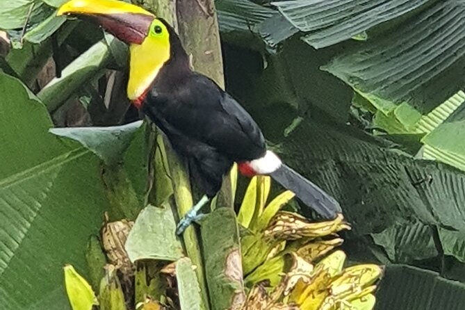 3 in 1, zipline over blue river, tubing on blue river and sloths - Exploring the Tour in Detail