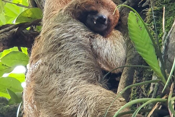3 in 1, zipline over blue river, tubing on blue river and sloths - A Thrilling Day in Costa Rica’s Rainforest: Ziplining, Tubing, and Wildlife Encounters