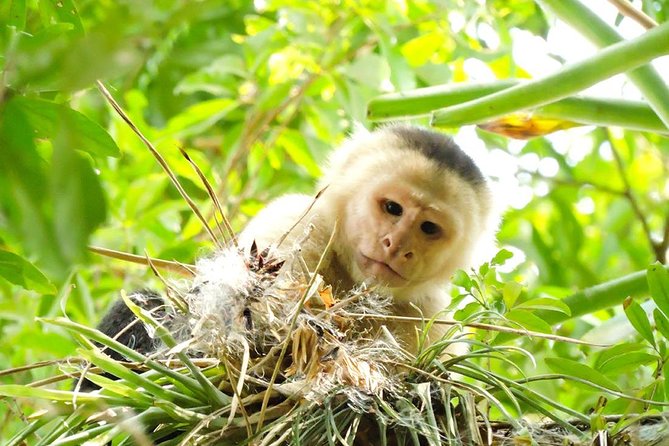 White Water Rafting Tenorio River From Guanacaste - FAQ