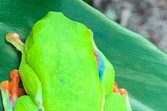 Waterfall & Blue Lagoon: Full-Day Tour in Rio Celeste Costa Rica - Exploring the Highlights of the Tour