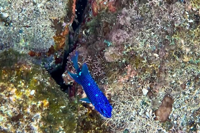 Tamarindo private snorkeling boat tour - Why This Tour Offers Great Value