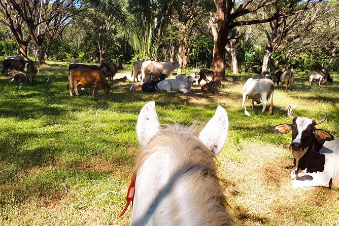 Safari Horse Riding Tour - Experience the Beauty of Costa Rica on a Safari Horse Riding Tour