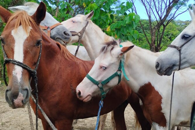 Horseback ride, picnic and swimming at Barigona beach - Authentic Encounters and Real Opinions