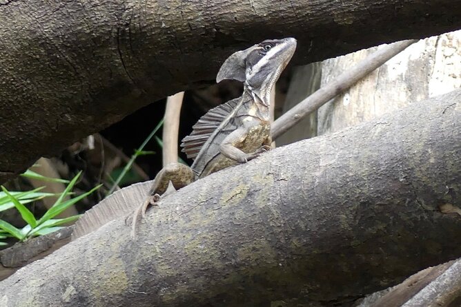 Jungle Safari in Playa Samara - A Deep Dive into the Jungle Safari Experience