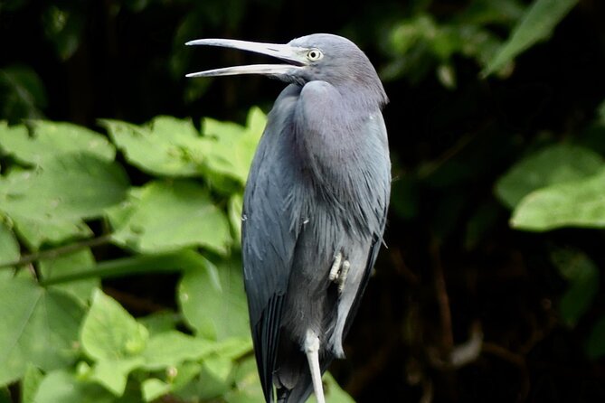 Jungle Safari in Playa Samara - FAQ