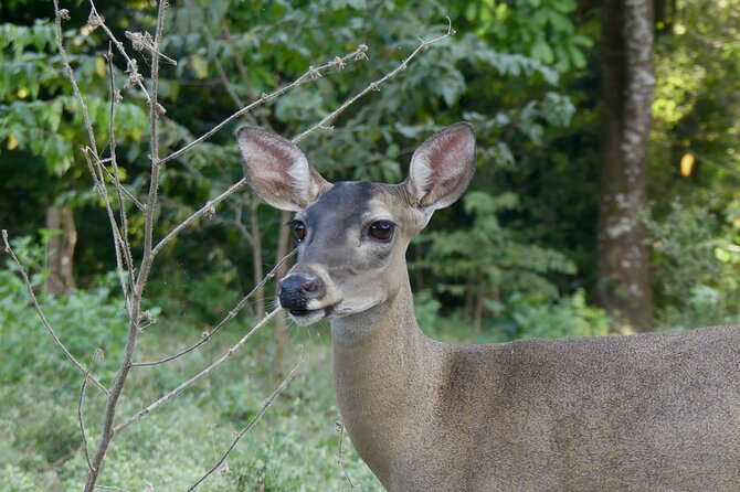 Jungle Safari in Playa Samara - Summary
