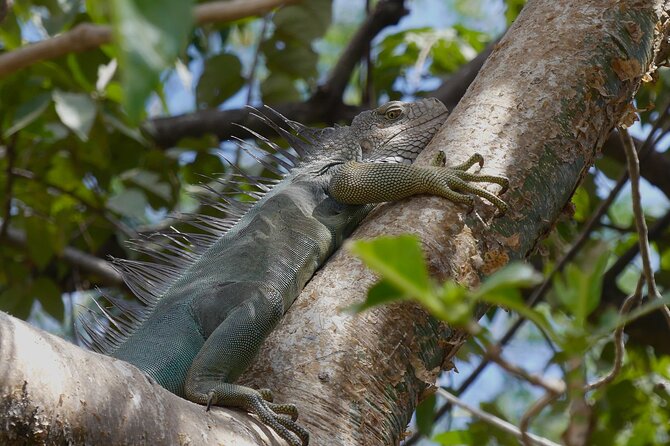 Jungle Safari in Playa Samara - Who Should Consider This Tour?