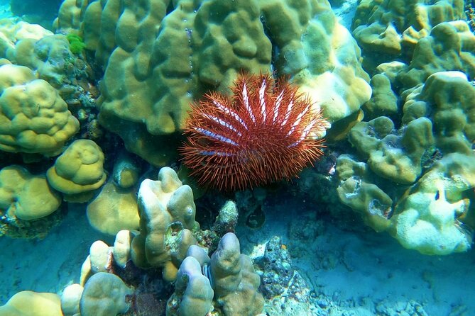 Koh Ma Half Day Snorkeling From Lanta - Practical Considerations and Tips