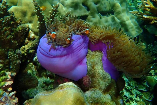 Koh Ma Half Day Snorkeling From Lanta - FAQ Section