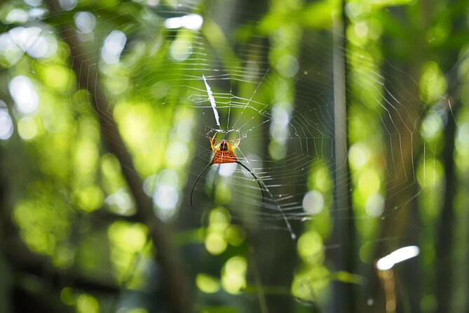 Koh Chang Family and Beginner Jungle Trek with Hotel Pickup - FAQ
