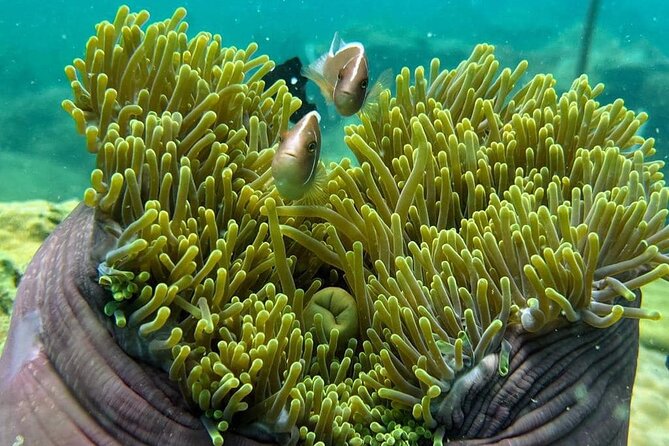 Koh Rong Sanloem Diving for Beginners - The Sum Up: Is This Tour Worth It?