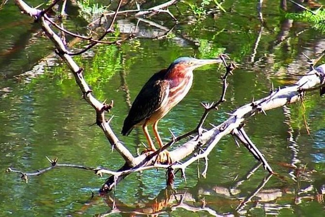 Tamarindo Kayak Estuary Mangrove Tour - Who Will Love This Tour?