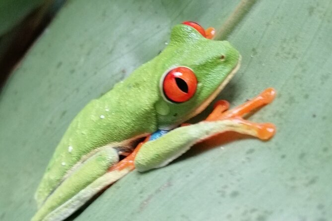 Premium Tour:Sloths and Río Celeste y Cortez Waterfalls (Tenorio Volcano Park) - Transportation and Group Size