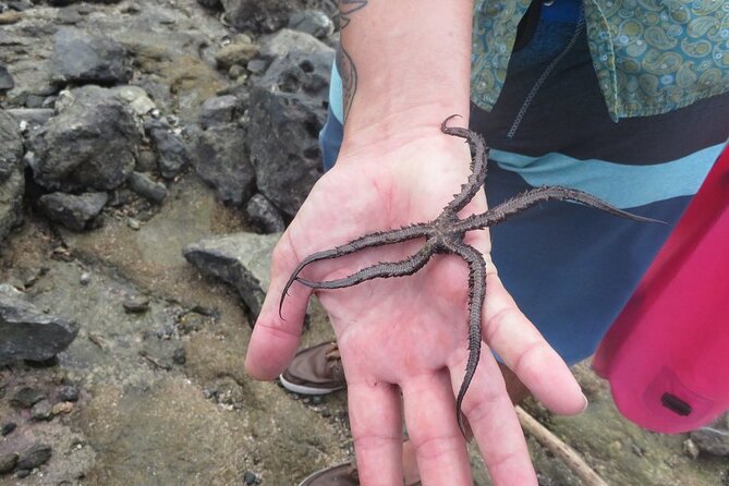 Kayak and Snorkelling trip to Capitan Island; part of Las Baulas National Park - In-Depth Review of the Kayak and Snorkelling Trip to Capitan Island