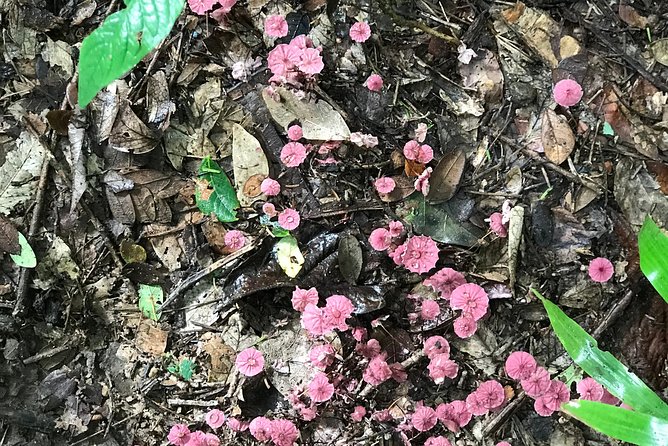 Kayak to the Heart of the National Park - Kayak to the Heart of the National Park: An Authentic Costa Rican Adventure