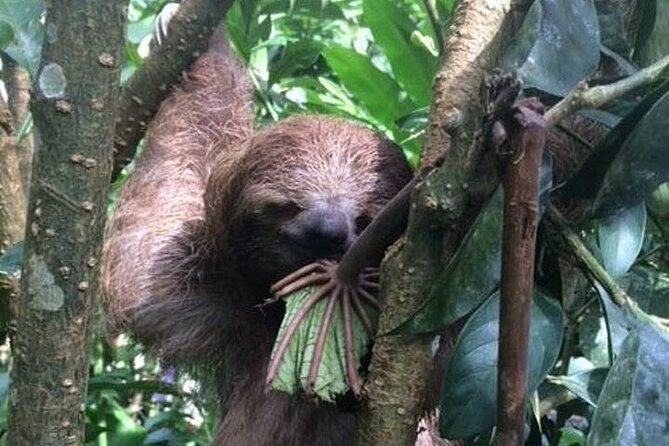 Rio Celeste Falls+Rain Forest+Tubing+Slothful Shrine - FAQ