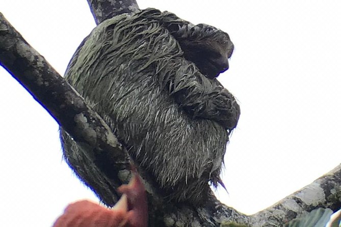 Sloth tour and Wildlife Encounter - A Deep Dive into the Wildlife and Waterfall Tour