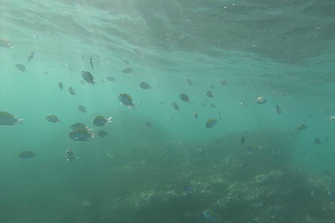 Snorkeling Costa Rica - An In-Depth Look at Snorkeling Costa Rica in Tamarindo