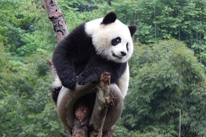 Private Chongqing Day Tour: Panda, E'ling Park, Three Gorges Museum - The Sum Up