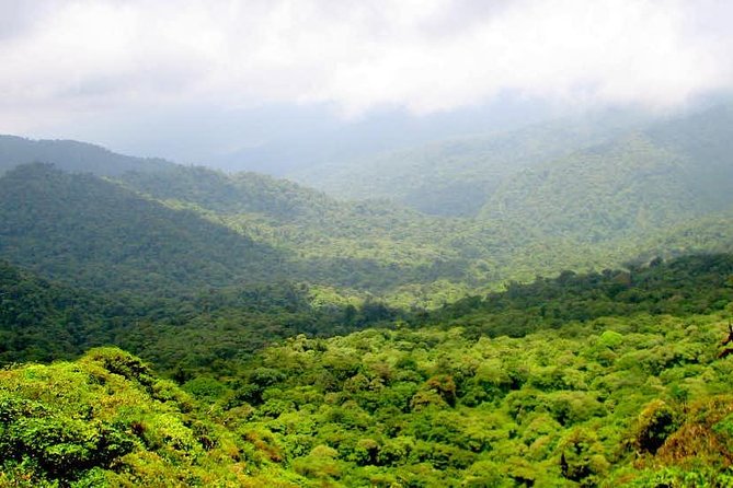 Monteverde Cloud Forest Reserve Guided Walk - Why This Tour Offers Great Value