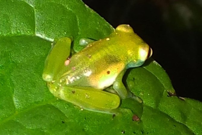 Shared Monteverde Night Tour - Key Points