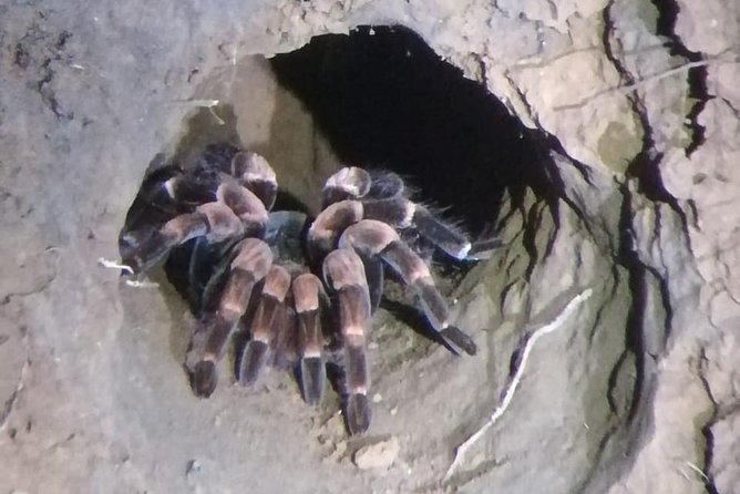 Monteverde Night Tour with a Certified Tour Guide (6 PM or 8 PM) - Why This Night Tour Offers Great Value